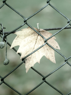 Обои Macro leaf photo 240x320