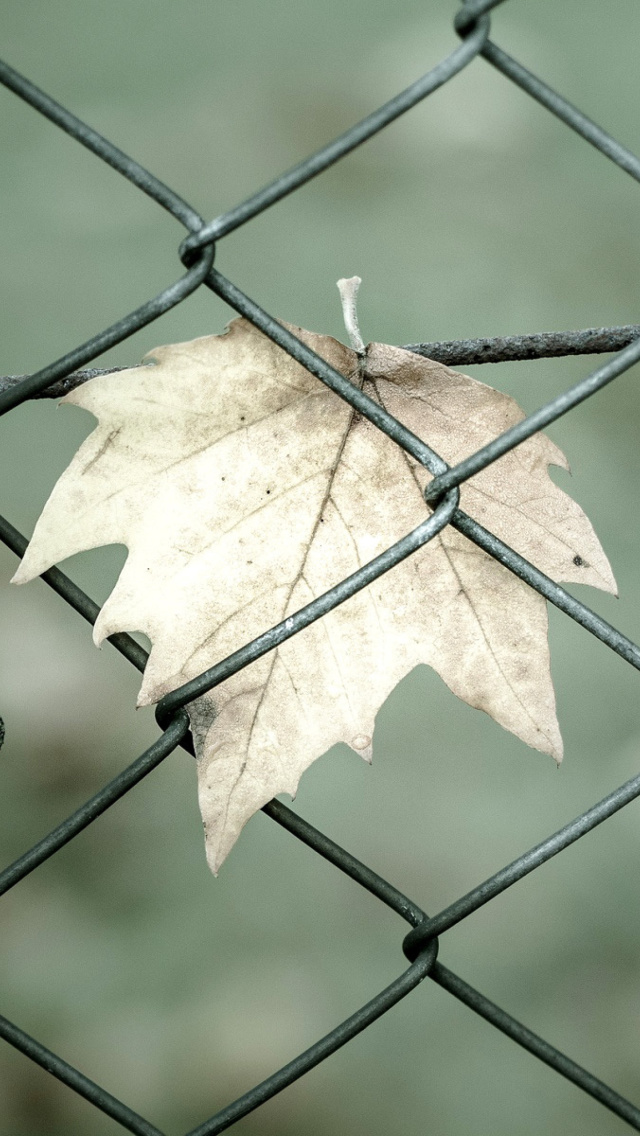 Das Macro leaf photo Wallpaper 640x1136