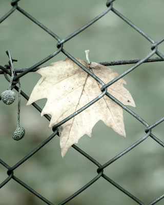 Macro leaf photo sfondi gratuiti per iPhone 6 Plus