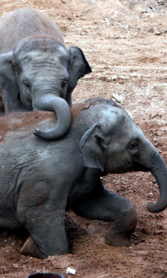 Elephants screenshot #1 240x400