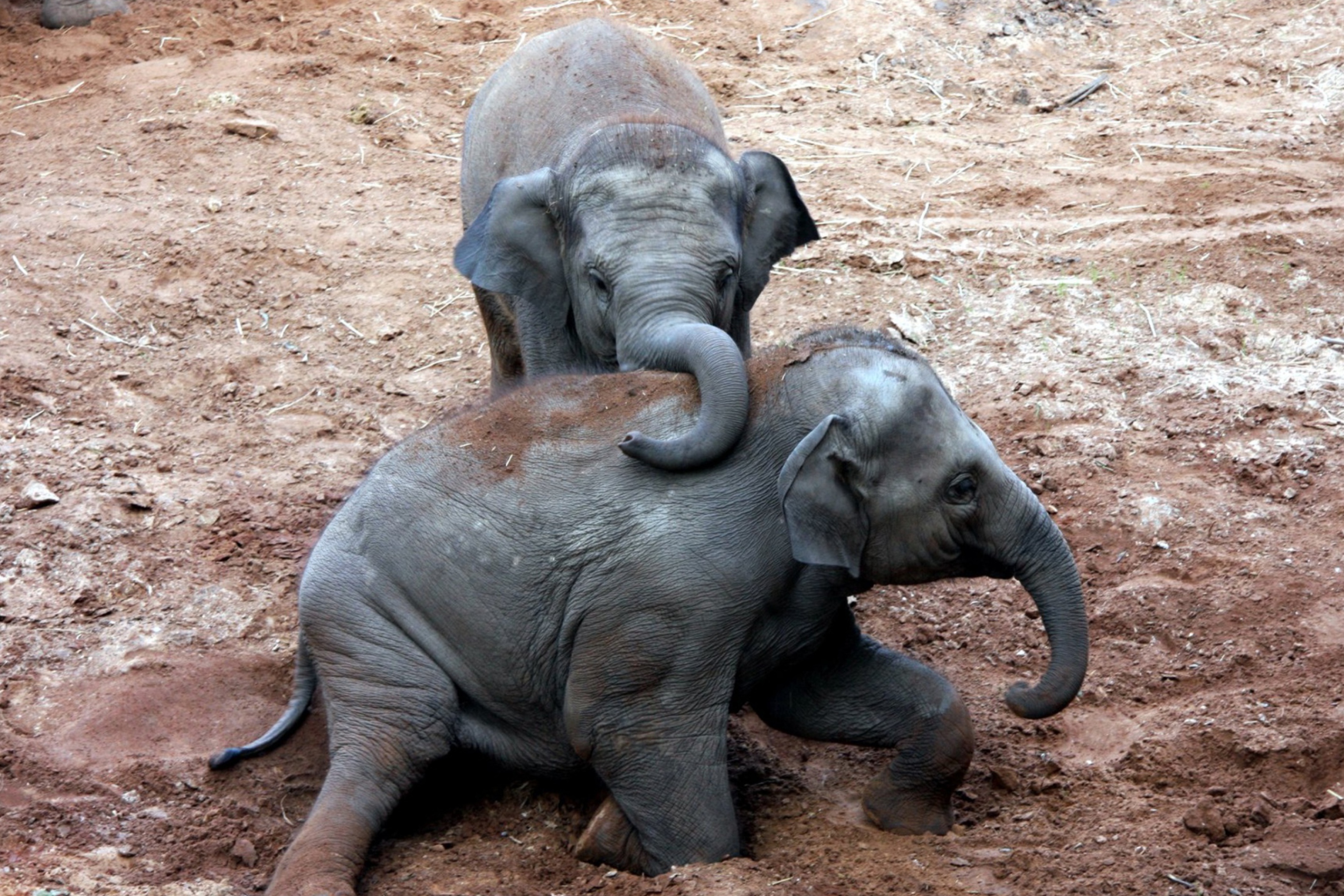 Elephant на русском языке. Слоненок. Слониха со слоненком. Спящие слоны. Два слона.