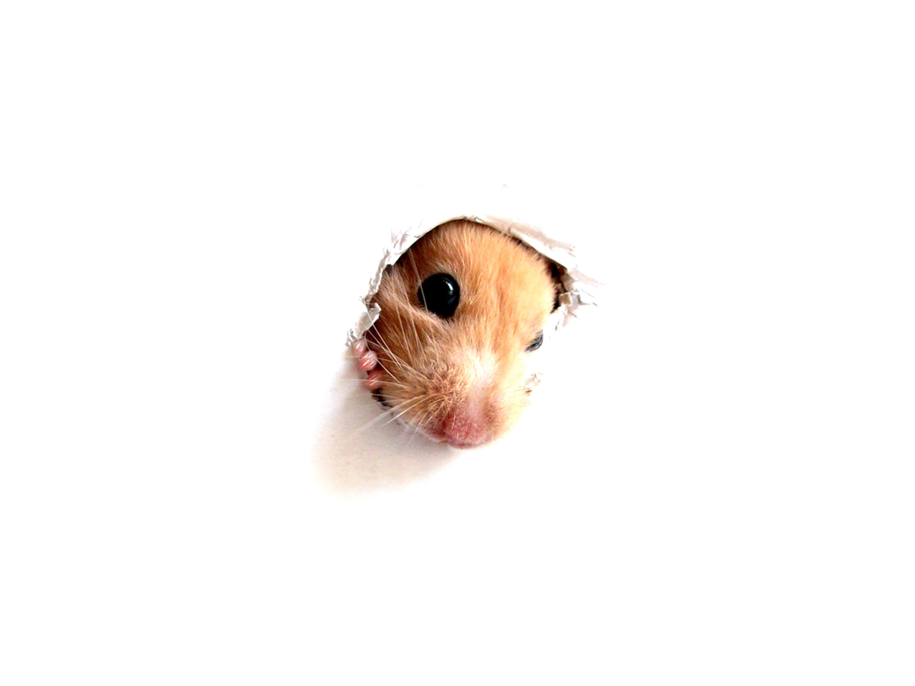 Das Hamster In Hole On Your Screen Wallpaper 1280x960