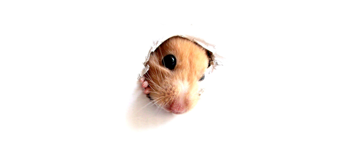 Sfondi Hamster In Hole On Your Screen 720x320