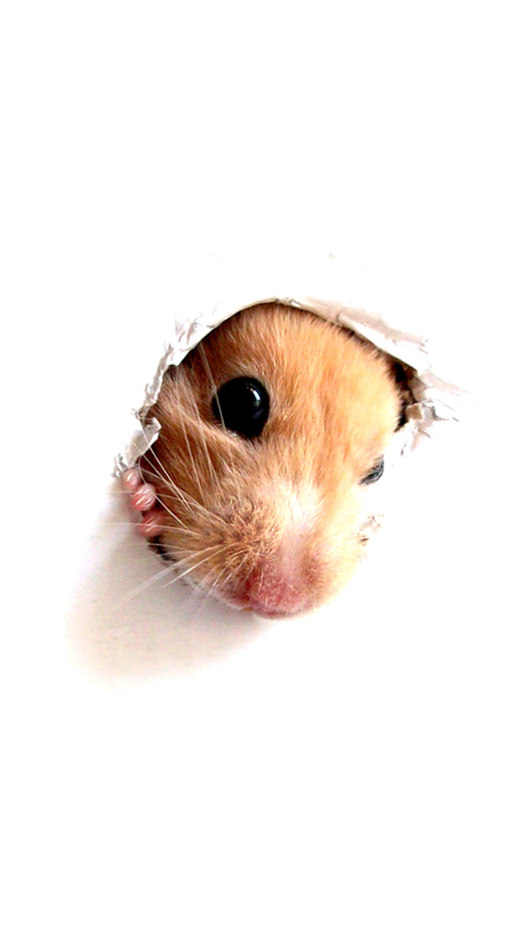 Hamster In Hole On Your Screen wallpaper 750x1334