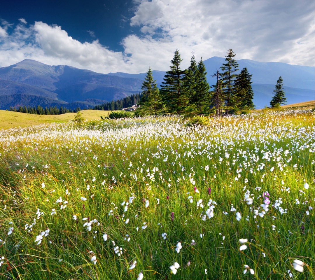 Fondo de pantalla Country Landscape 1080x960