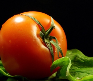 Free Red Tomato Picture for iPad 3