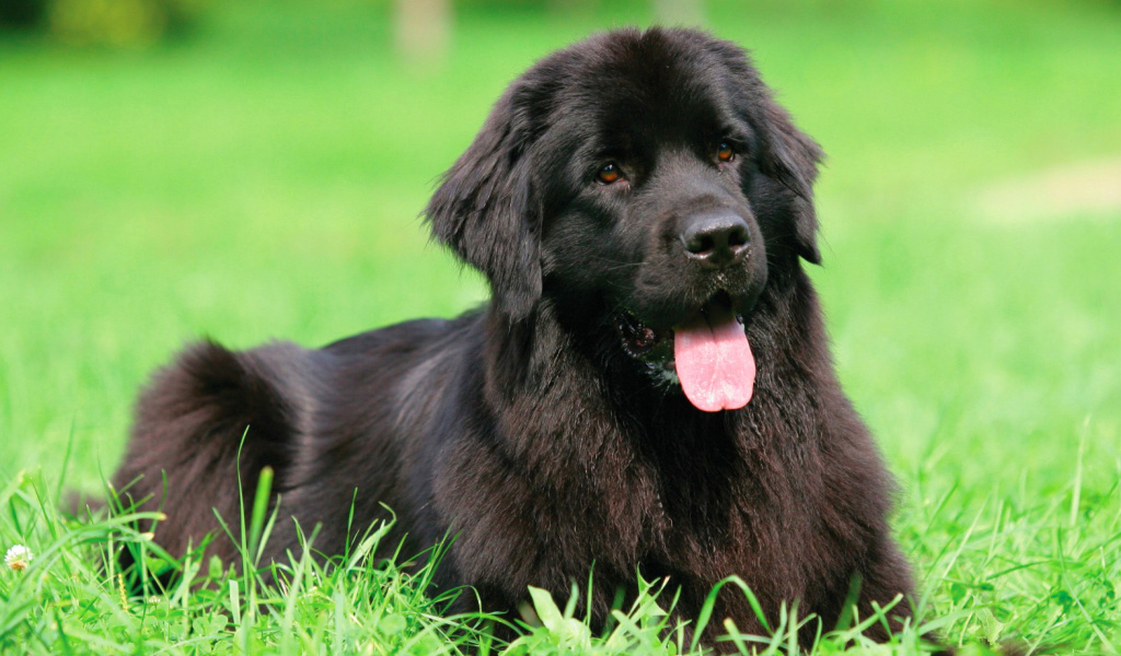 Fondo de pantalla Newfoundland Dog 1024x600