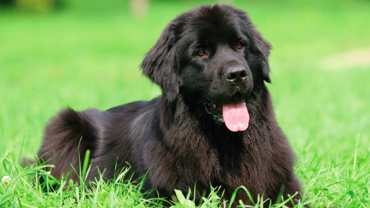 Screenshot №1 pro téma Newfoundland Dog 1280x720