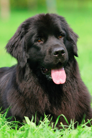 Newfoundland Dog wallpaper 320x480