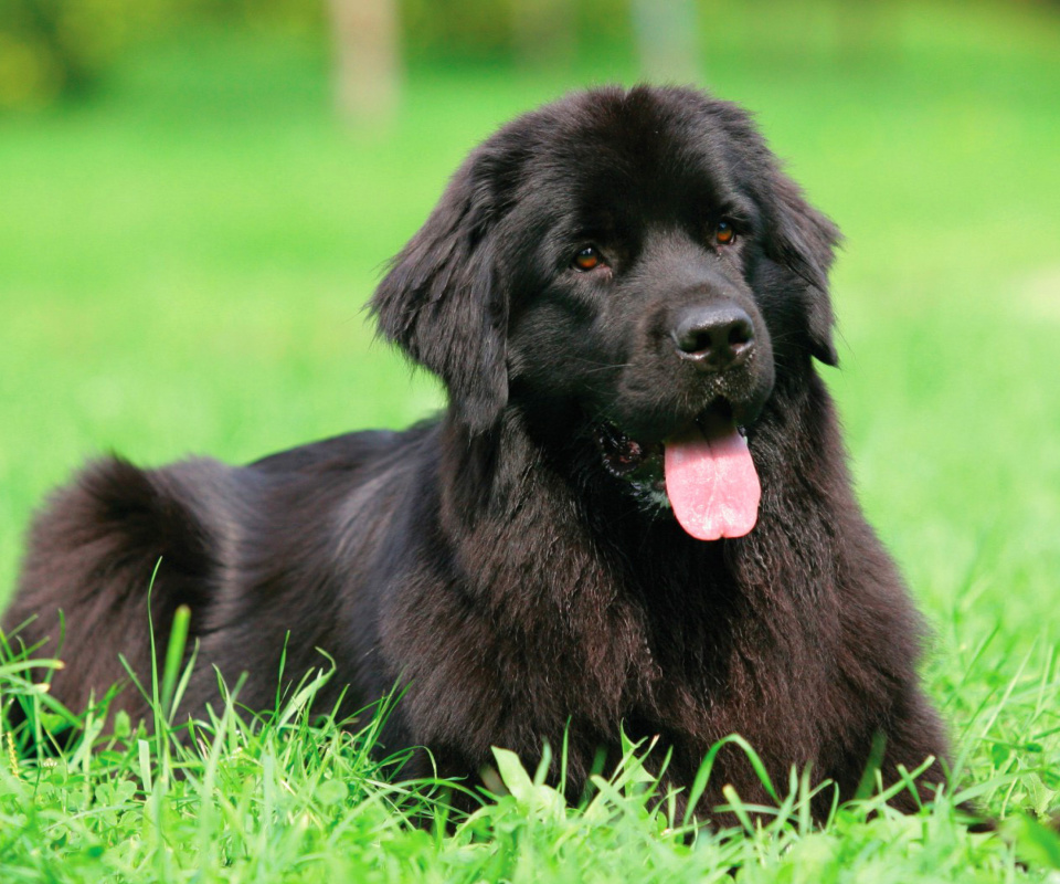 Обои Newfoundland Dog 960x800