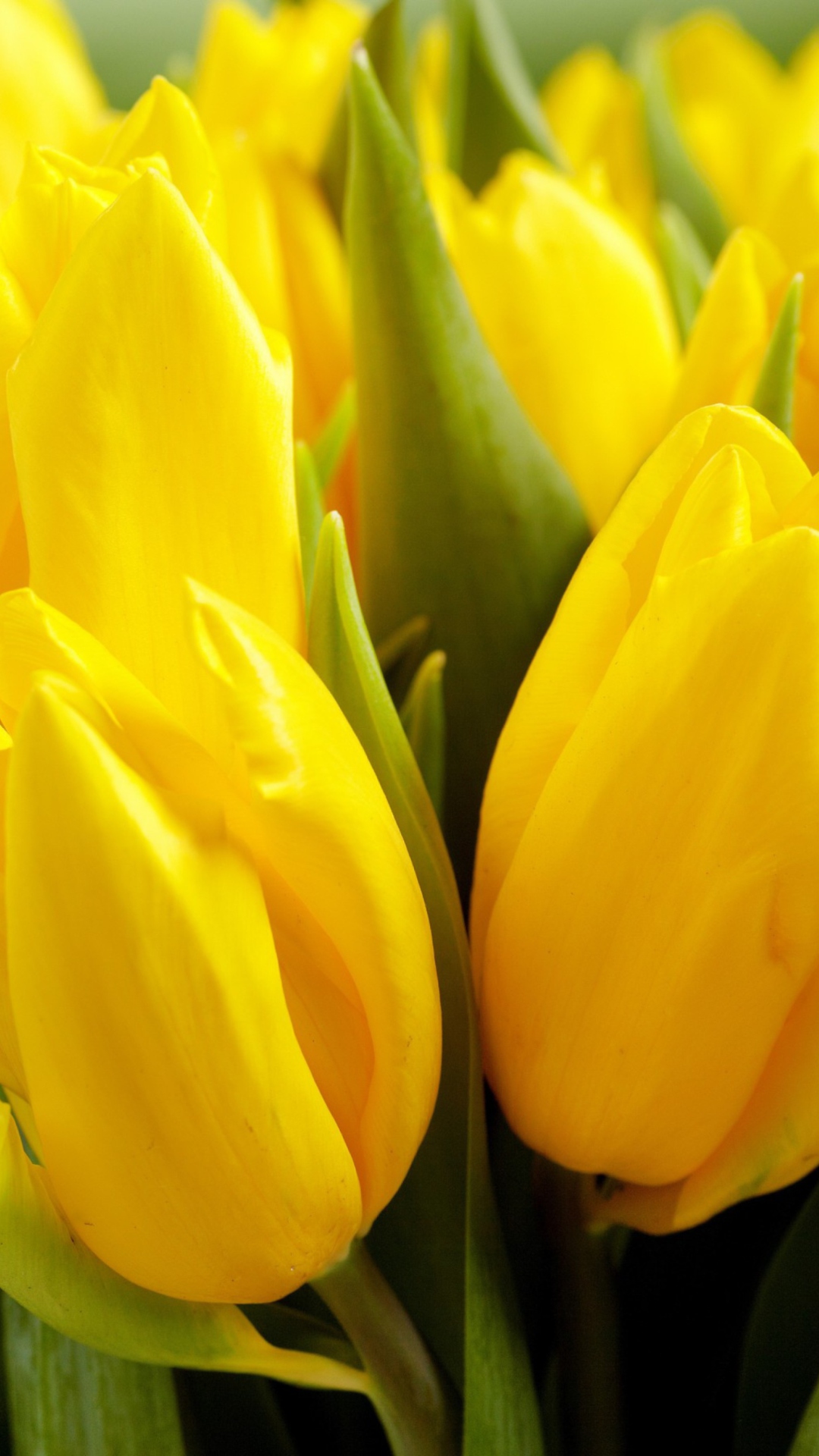Fondo de pantalla Yellow Tulips 1080x1920
