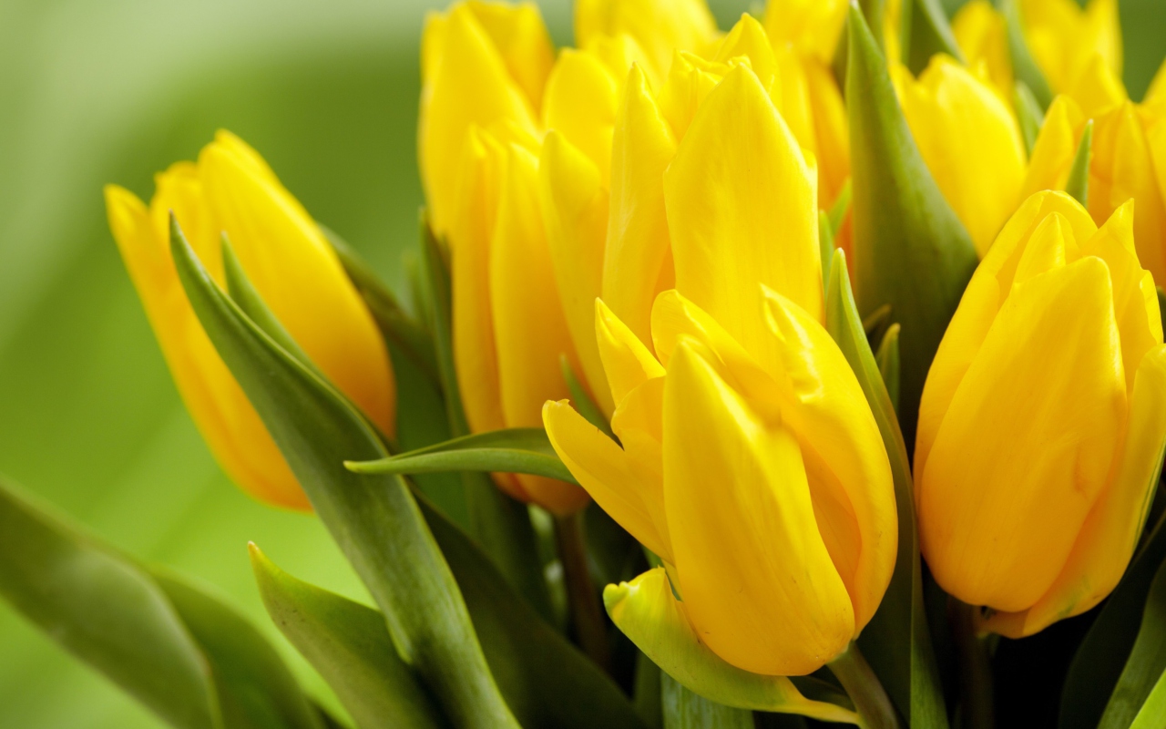 Yellow Tulips wallpaper 1280x800