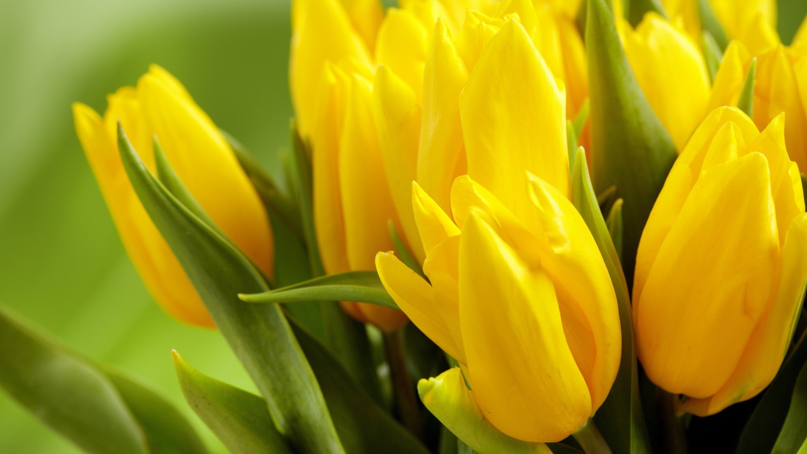 Fondo de pantalla Yellow Tulips 1600x900