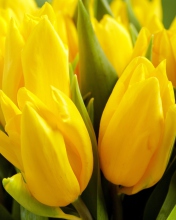 Sfondi Yellow Tulips 176x220