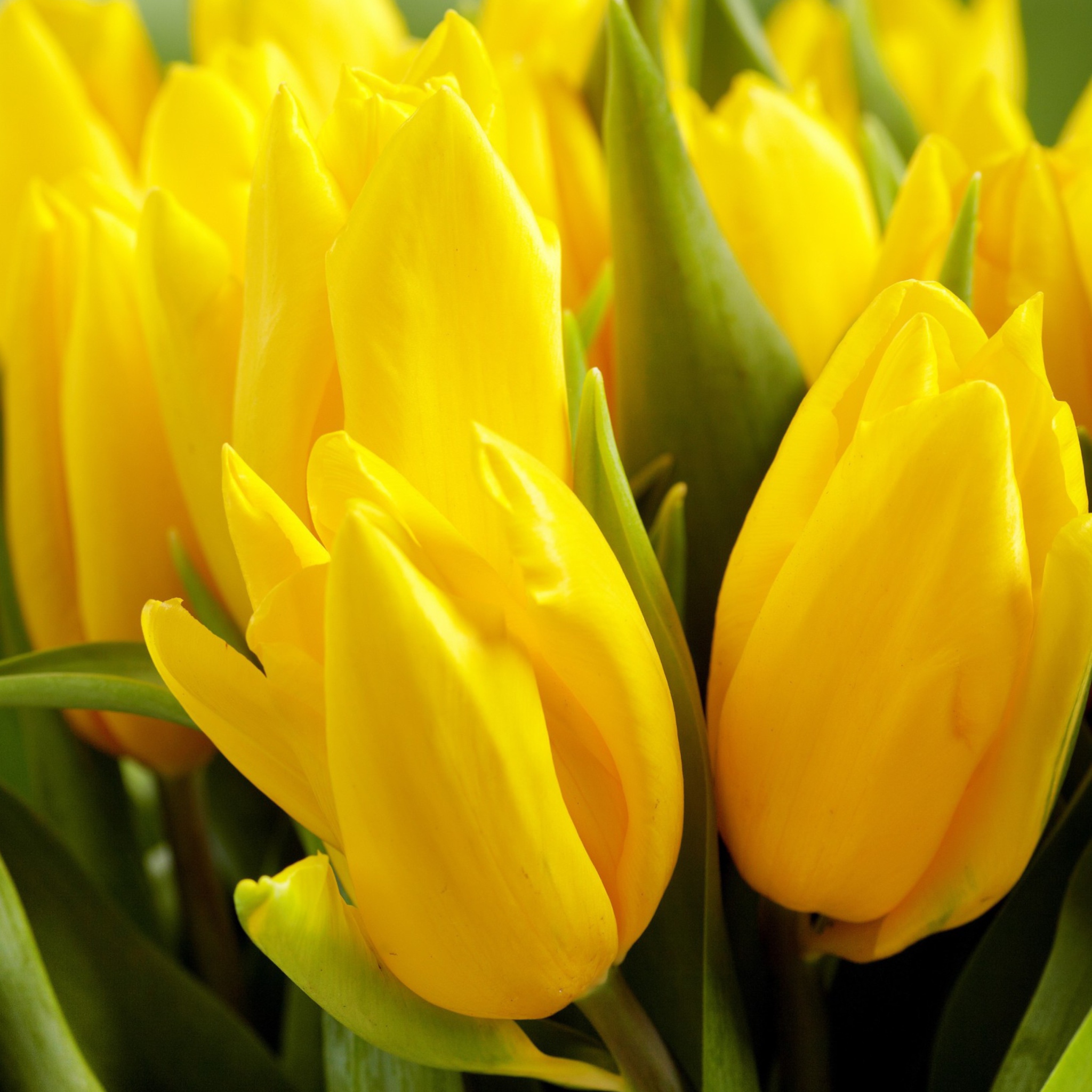 Das Yellow Tulips Wallpaper 2048x2048