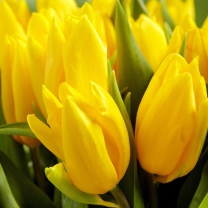 Обои Yellow Tulips 208x208
