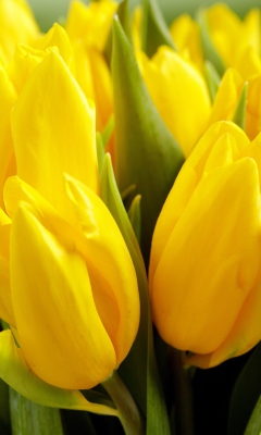 Yellow Tulips wallpaper 240x400