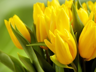 Обои Yellow Tulips 320x240