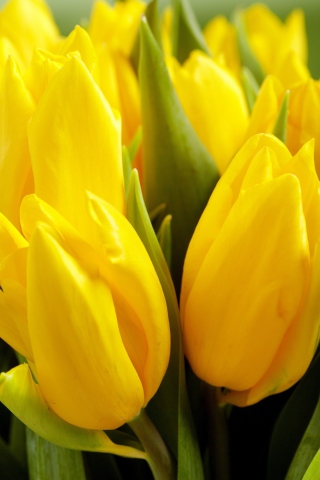Обои Yellow Tulips 320x480