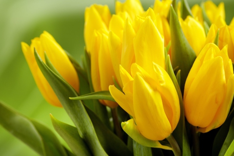 Обои Yellow Tulips 480x320