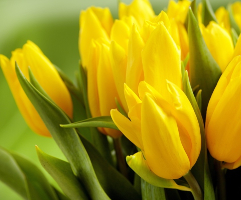 Обои Yellow Tulips 480x400