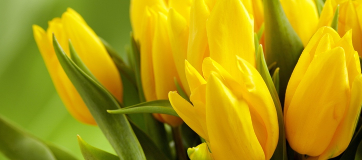 Yellow Tulips wallpaper 720x320