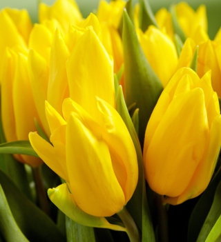 Kostenloses Yellow Tulips Wallpaper für iPad mini