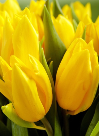 Yellow Tulips Picture for 240x320