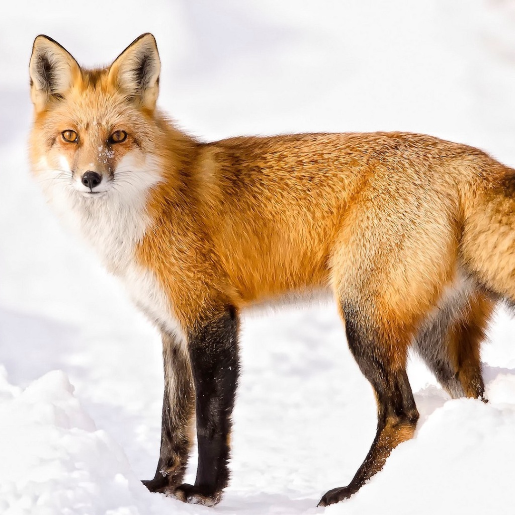 Sfondi Red Fox In Taiga 1024x1024