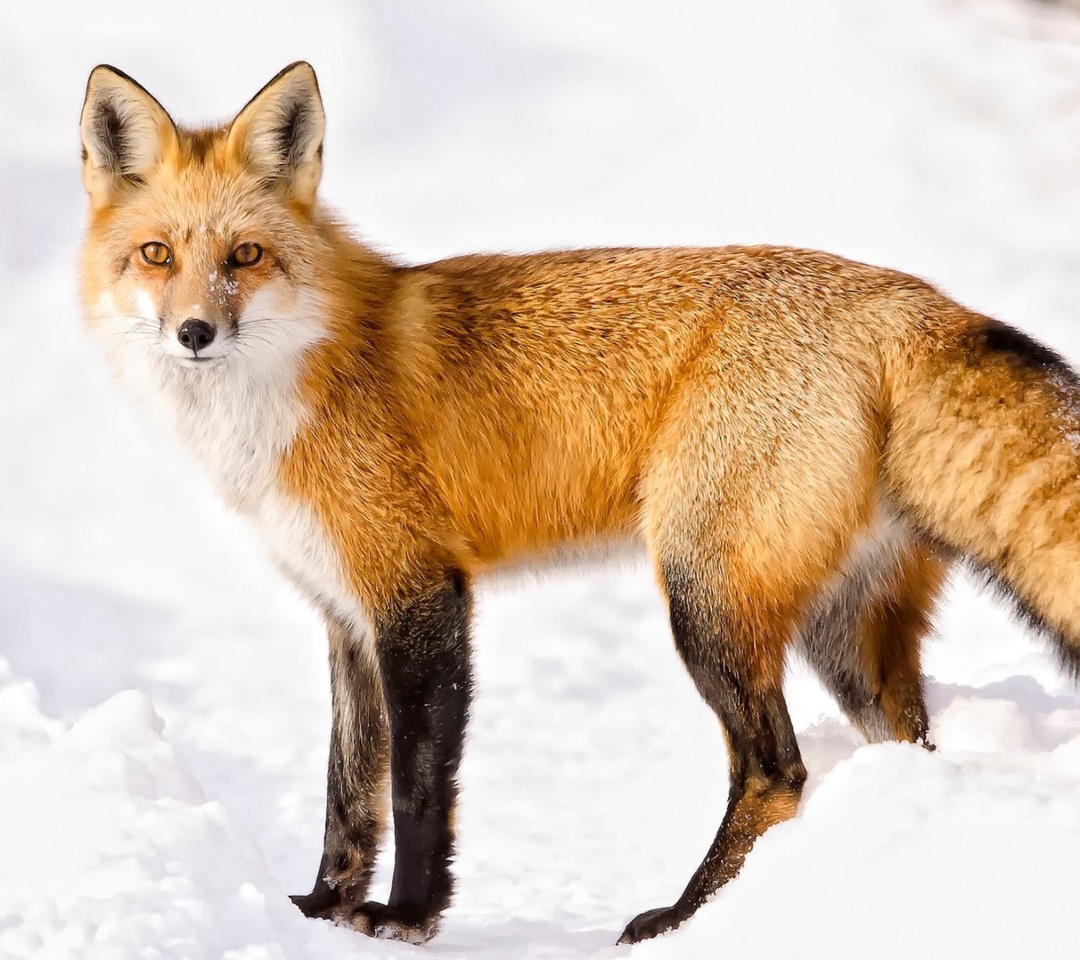 Das Red Fox In Taiga Wallpaper 1080x960