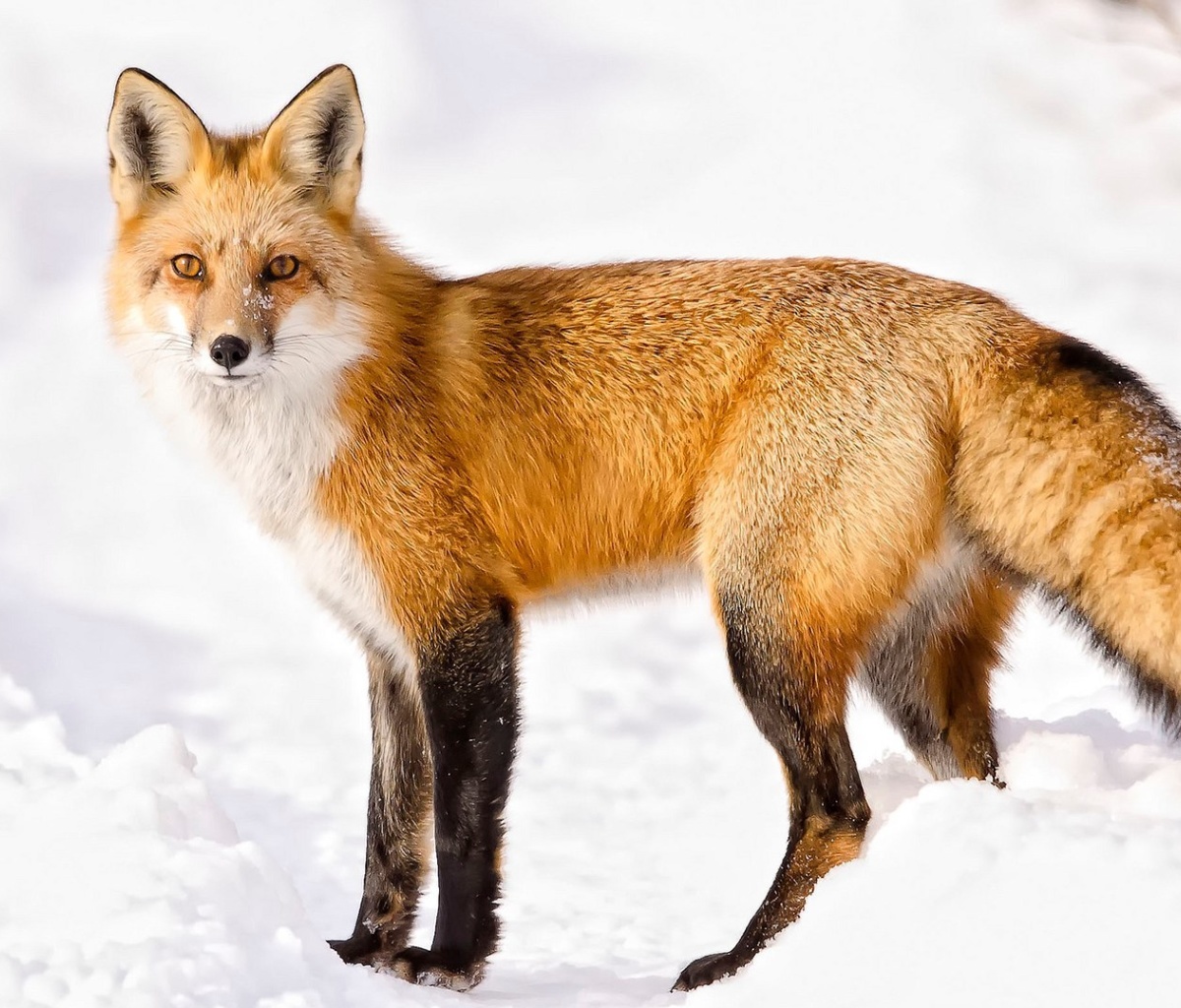 Sfondi Red Fox In Taiga 1200x1024