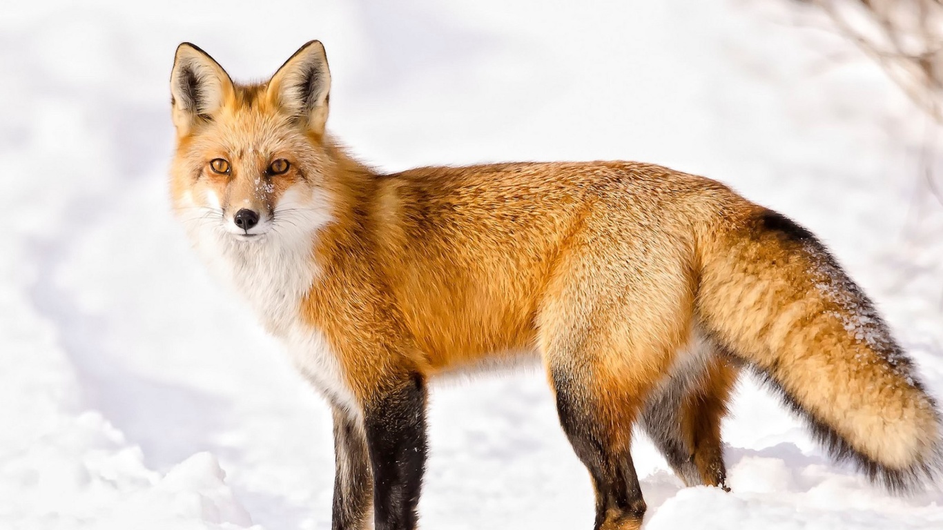 Sfondi Red Fox In Taiga 1366x768
