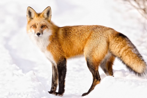 Red Fox In Taiga wallpaper 480x320