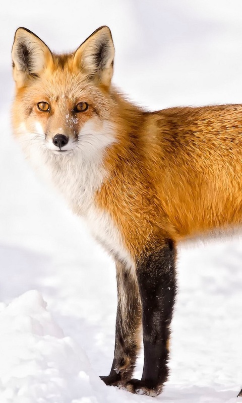 Das Red Fox In Taiga Wallpaper 480x800
