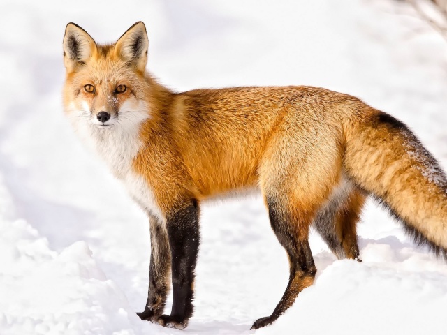 Das Red Fox In Taiga Wallpaper 640x480