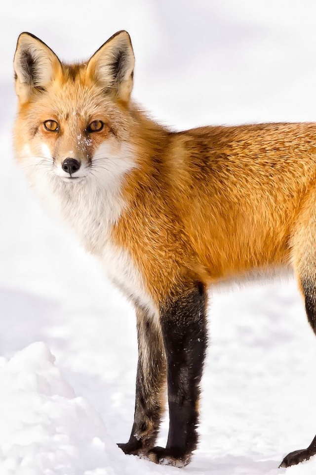 Sfondi Red Fox In Taiga 640x960