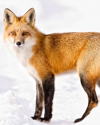 Red Fox In Taiga - Fondos de pantalla gratis para Nokia Asha 503