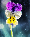 Pansy Flower wallpaper 128x160