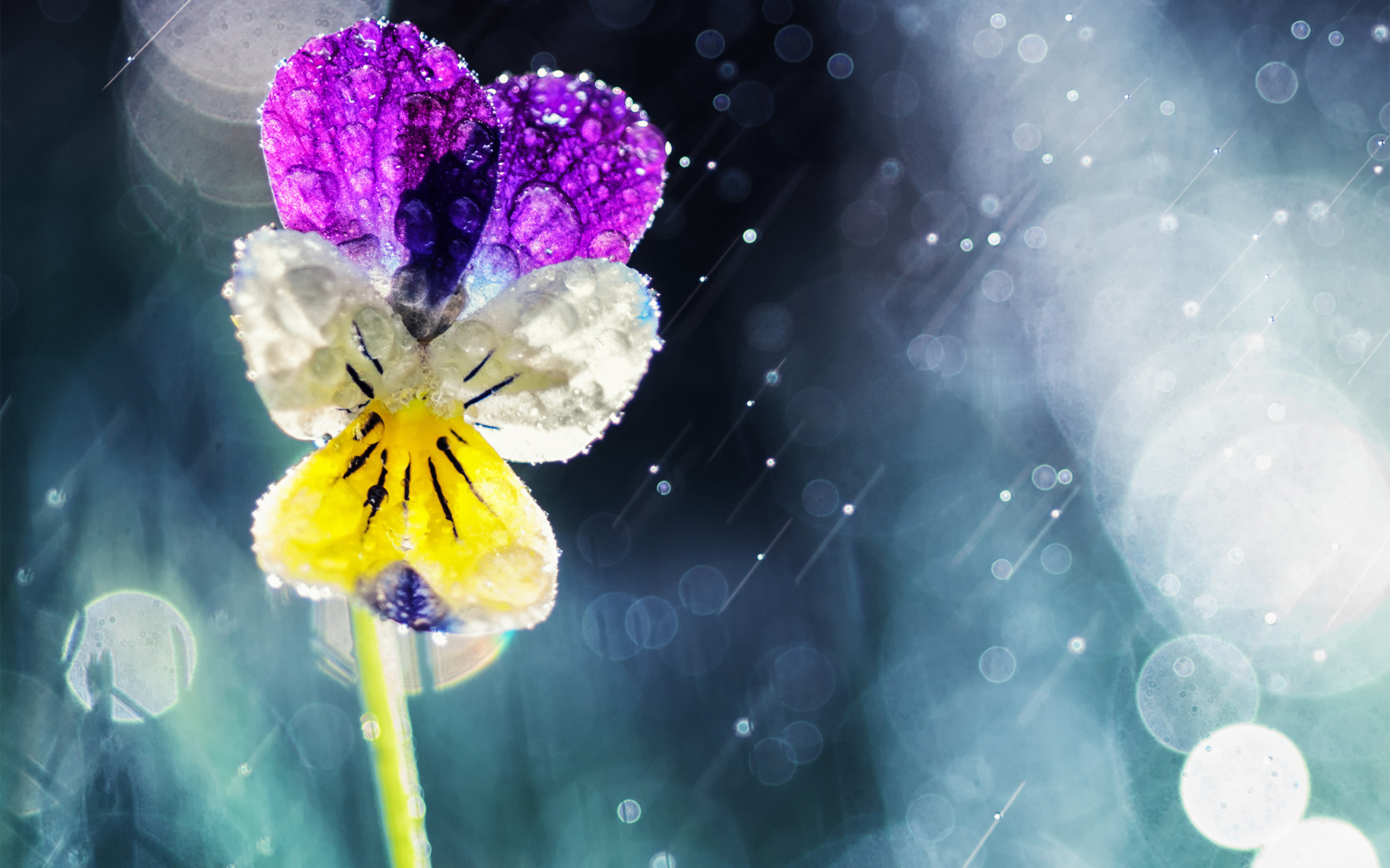 Screenshot №1 pro téma Pansy Flower 2560x1600