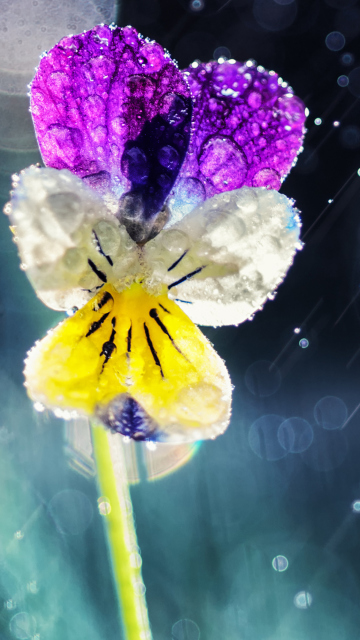 Pansy Flower screenshot #1 360x640