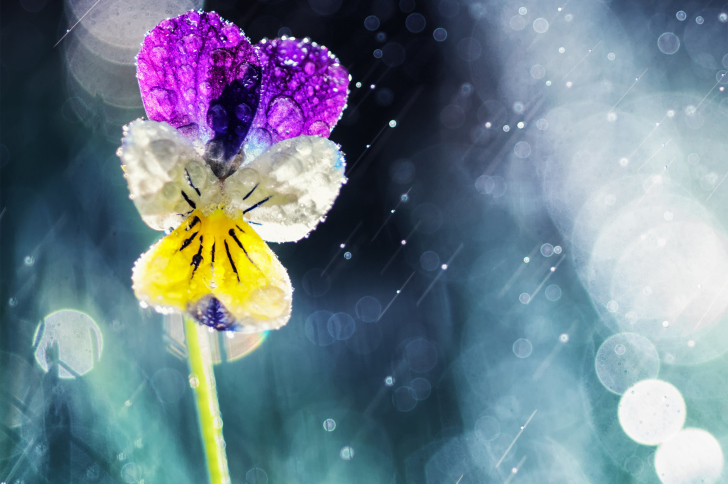 Fondo de pantalla Pansy Flower