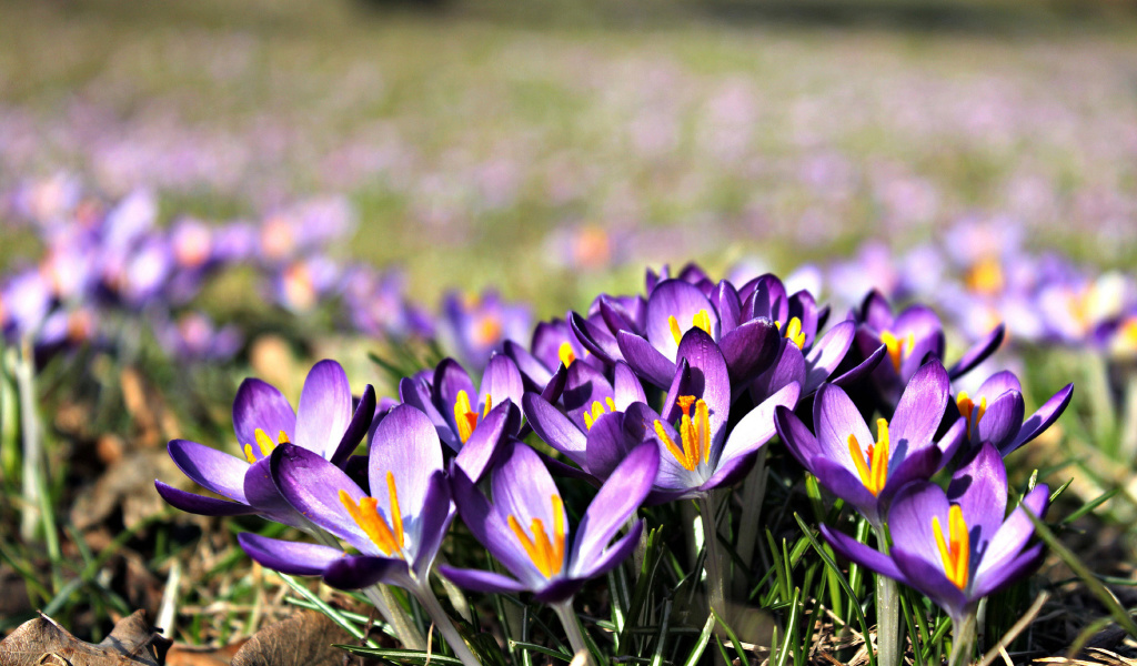 Sfondi Crocus purple flowers 1024x600