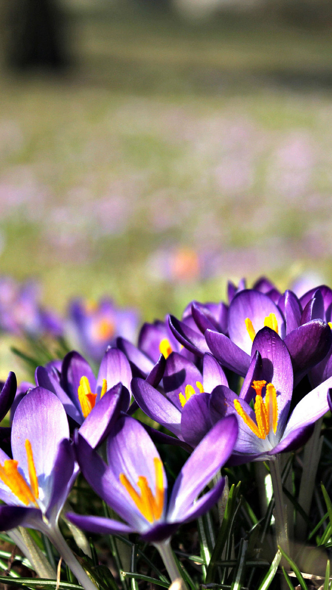 Fondo de pantalla Crocus purple flowers 1080x1920