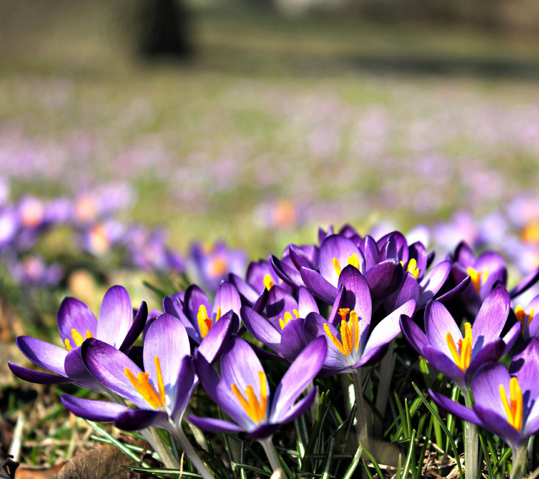 Fondo de pantalla Crocus purple flowers 1080x960