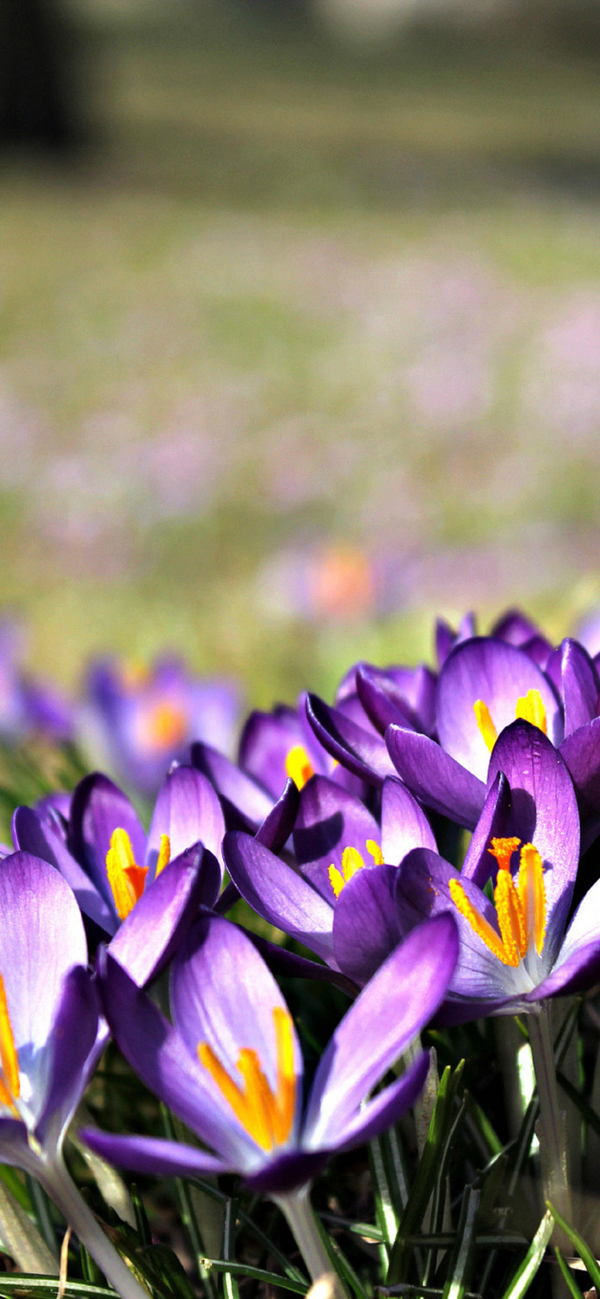 Fondo de pantalla Crocus purple flowers 1170x2532