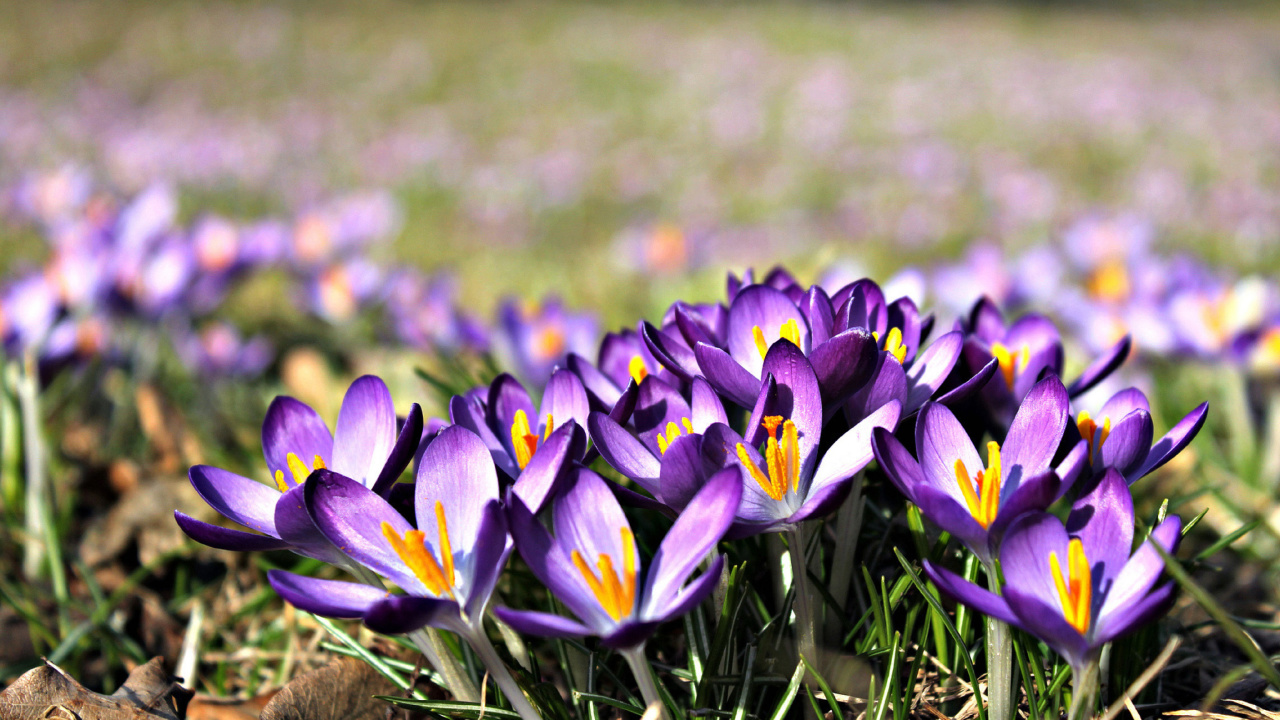 Das Crocus purple flowers Wallpaper 1280x720