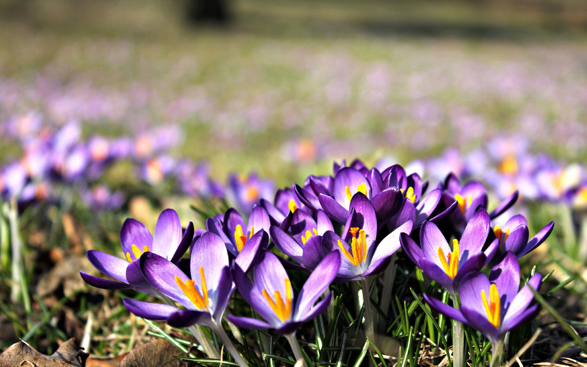 Crocus purple flowers wallpaper 1920x1200