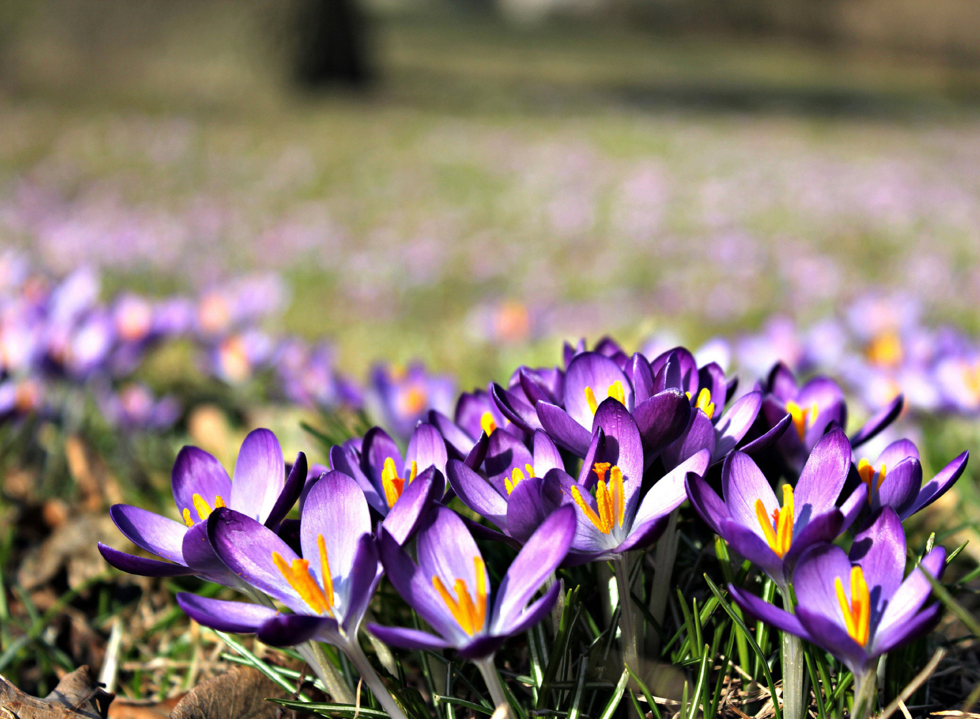 Обои Crocus purple flowers 1920x1408