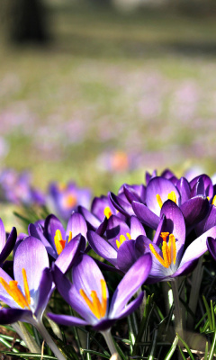 Sfondi Crocus purple flowers 240x400