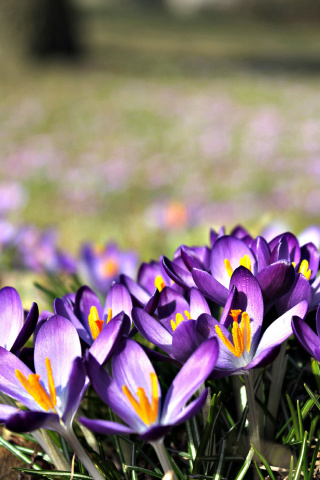 Fondo de pantalla Crocus purple flowers 320x480